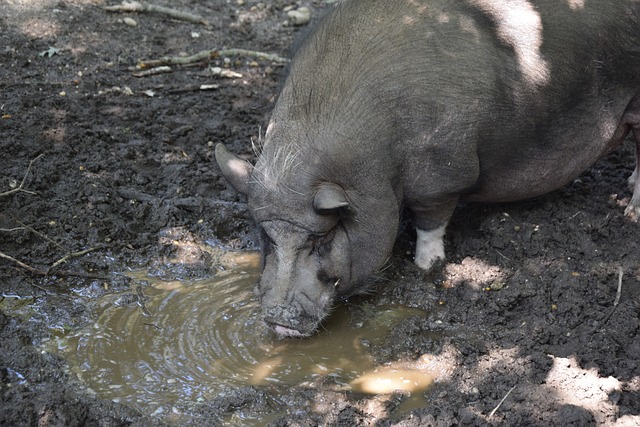 亚洲第一控 亚洲第一控