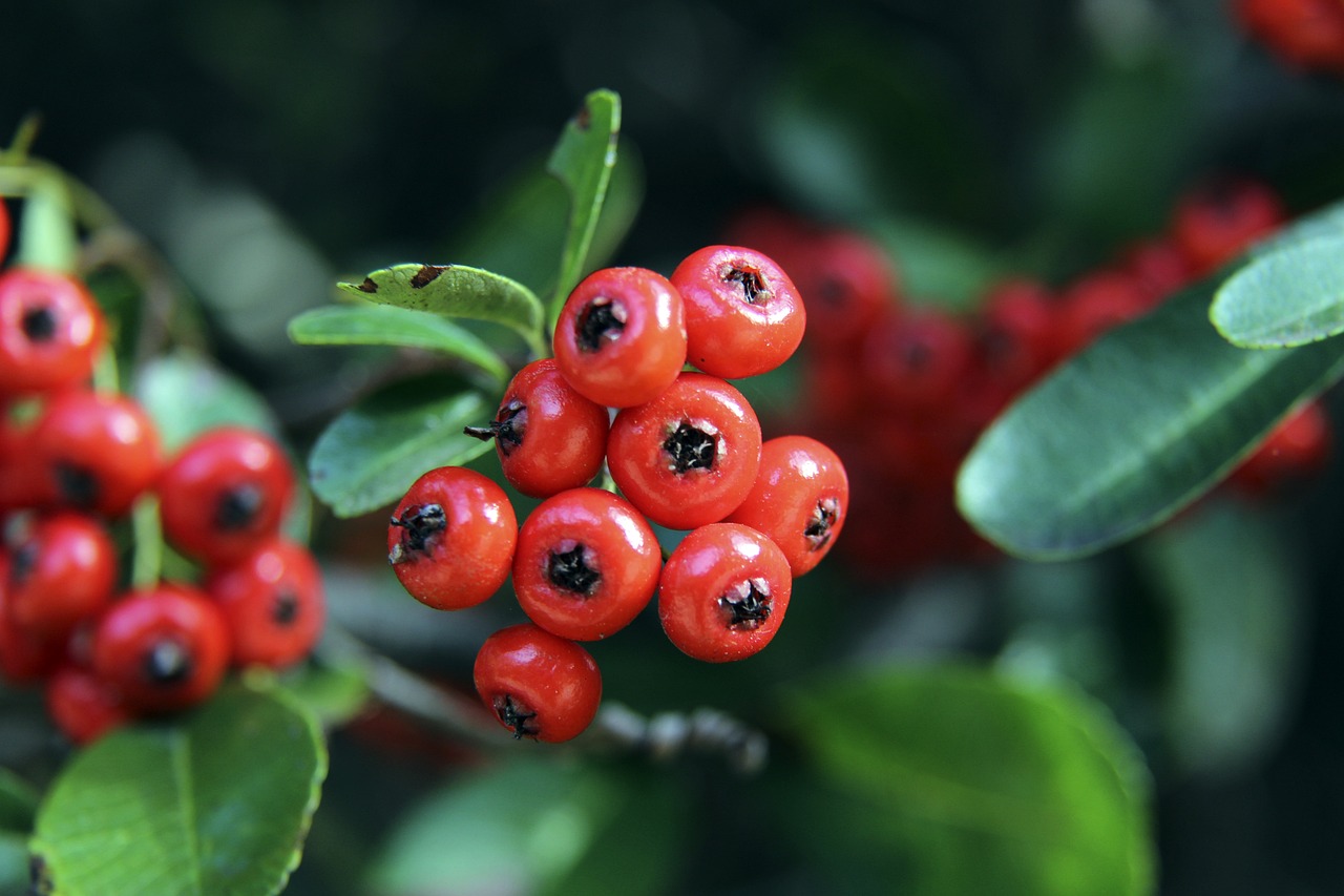 季后赛首轮 季后赛首轮